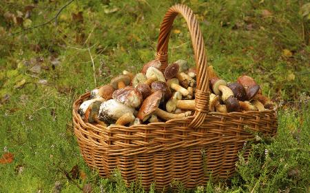 Grzyby marynowane w oliwie z oliwek: wykwintne i delikatne